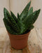 2 stuks! Kamerplant Jurassic Dino Aloe Paradisicum