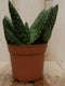 2 stuks! Kamerplant Jurassic Dino Aloe Paradisicum