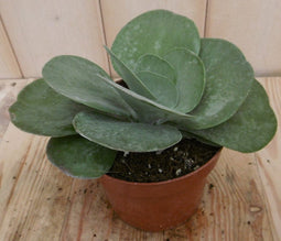 2 stuks! Kamerplant Kalanchoe thyrsiflora