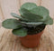 2 stuks! Kamerplant Kalanchoe thyrsiflora
