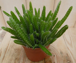 2 stuks! Kamerplant Macho Milano Hylocereus Undatus