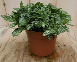 2 stuks! Kamerplant Mont Blanc Fittonia Verschaffeltii