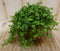2 stuks! Kamerplant Pitoresque Pilea Depressa