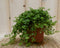 2 stuks! Kamerplant Pitoresque Pilea Depressa