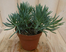 2 stuks! Kamerplant Provence Passion Senecio Kilimanjaro