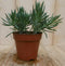 2 stuks! Kamerplant Provence Passion Senecio Kilimanjaro