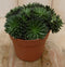 2 stuks! Kamerplant Sardinie Siesta Crassula