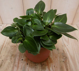 2 stuks! Kamerplant Sicilie Silhouette Peperomia Smaragd