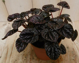 2 stuks! Kamerplant Sienna Sunset Peperomia Schumi Red