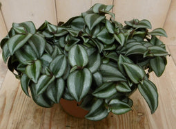 2 stuks! Kamerplant Silver Sicilian Tradescantia Zebrina