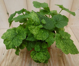 2 stuks! Kamerplant Sunny Safari Tolmiea Menziesii Kindje op moeder...