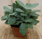 2 stuks! Kamerplant Vesuvius Flavours Senecio Cephalophorus