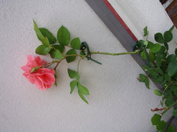 2 stuks Klimplantgeleiders met rattenstaartsluiting dia. 25-45mm set a 6 stuks Nature