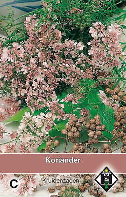 2 stuks Koriander CoriandrumVan Hemert & Co
