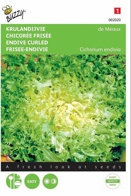 2 stuks Krulandijvie de Meaux