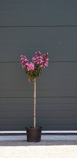 2 stuks! Lagerstroemia Enduring Pink Lagerstroemia indica Enduring...