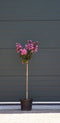 2 stuks! Lagerstroemia Enduring Pink Lagerstroemia indica Enduring...