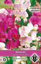 2 stuks Lathyrus latifolius Pearl gemengd