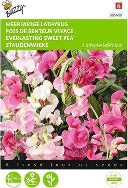 2 stuks Lathyrus, Sier- of Reukerwt meerjarig