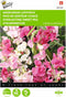 2 stuks Lathyrus, Sier- of Reukerwt meerjarig