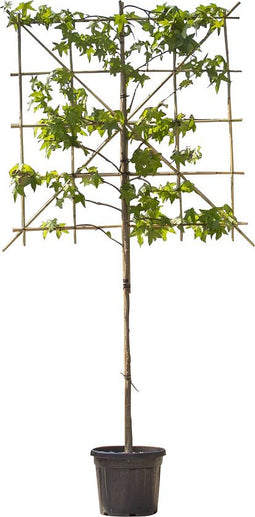 2 stuks! Lei amberboom 120 cm (120x120) Liquidambar styraciflua Wor...