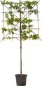 2 stuks! Lei amberboom 120 cm (120x120) Liquidambar styraciflua Wor...