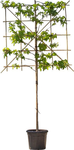 2 stuks! Lei amberboom 150 cm (120x120) Liquidambar styraciflua Wor...