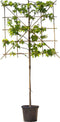 2 stuks! Lei amberboom 150 cm (120x120) Liquidambar styraciflua Wor...