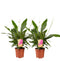 2 stuks Lepelplant Spathiphyllum Vivaldi ↨ 70cm - 2 stuks - hoge kwaliteit planten