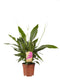 2 stuks Lepelplant Spathiphyllum Vivaldi ↨ 70cm - 2 stuks - hoge kwaliteit planten