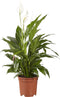 2 stuks Lepelplant Spathiphyllum Vivaldi ↨ 70cm - 2 stuks - hoge kwaliteit planten
