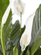 2 stuks Lepelplant Spathiphyllum Vivaldi ↨ 70cm - 2 stuks - hoge kwaliteit planten