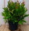 2 stuks! Leucothoe Bladhoudend 30 cm