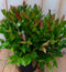 2 stuks! Leucothoe Bladhoudend 30 cm
