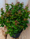 2 stuks! Leucothoe Krullend Blad 30 cm