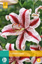 2 stuks Lilium Dizzy 1 bol