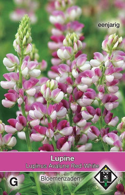 2 stuks Lupinus hartwegii Avalune Red-White