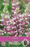 2 stuks Lupinus hartwegii Avalune Red-White