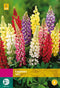 2 stuks Lupinus Mix 7 bollen
