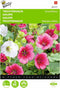 2 stuks Malope, Trechtermalva Grandiflora gemengd