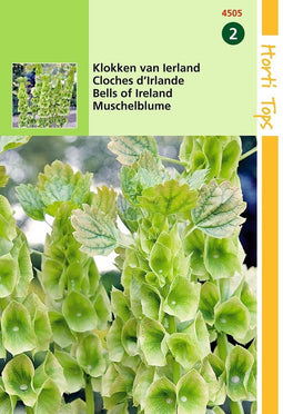 2 stuks Moluccella Laevis Klokken Van Ierland