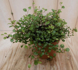 2 stuks! Muehlenbeckia maori