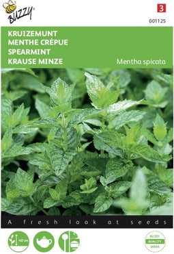 2 stuks Munt, Kruizemunt (Mentha spicata)