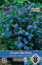 2 stuks Myosotis sylvatica Indigo CompactaVan Hemert & Co