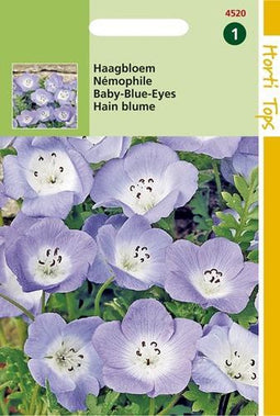 2 stuks Nemophila Insignis Hemelsblauw