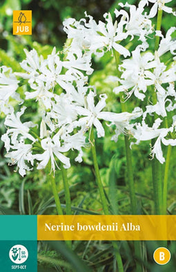 2 stuks Nerine Bowdenii Alba 1 bol