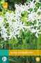 2 stuks Nerine Bowdenii Alba 1 bol