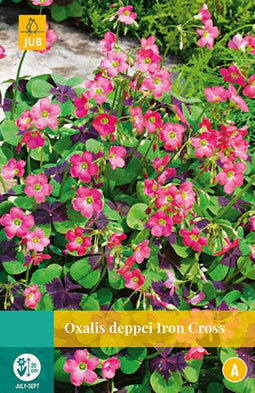 2 stuks Oxalis Deppei Iron Cross 20 bollen