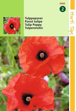 2 stuks Papaver glaucum Tulp Papaver