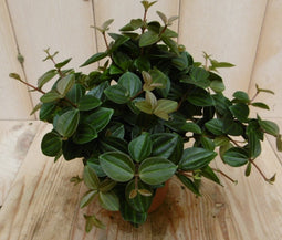 2 stuks! Peperomia angulata donker groen